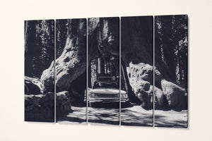 Vintage Car in Giant Sequoias, Yosemite Black and White Canvas Eco Leather Print 5 panels